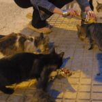 Una persona da alimento a una colonia de gatos callejeros