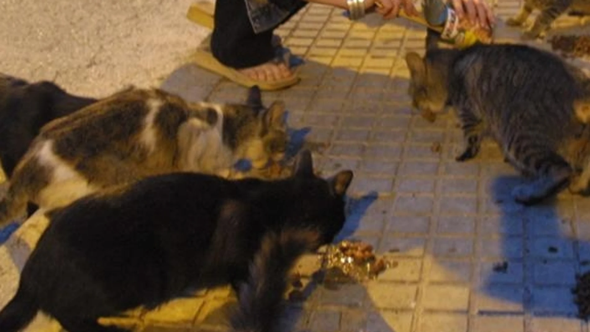 Una persona da alimento a una colonia de gatos callejeros