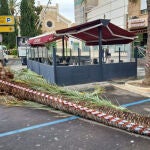 Varios árboles y palmeras se han caído en la ciudad de Cartagena debido al temporal de viento que azota el litoral murciano con rachas de Suroeste de fuerza 7 y olas de hasta 4 metros en la costa, según fuentes municipales.