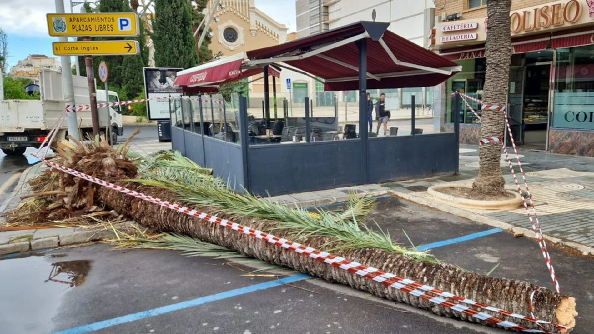 Varios árboles y palmeras se han caído en la ciudad de Cartagena debido al temporal de viento que azota el litoral murciano con rachas de Suroeste de fuerza 7 y olas de hasta 4 metros en la costa, según fuentes municipales.