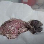 Un ejemplar de quebrantahuesos recién nacido