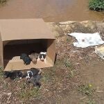 Esta es la camada hallada en un arroyo de Lepe (Huelva)