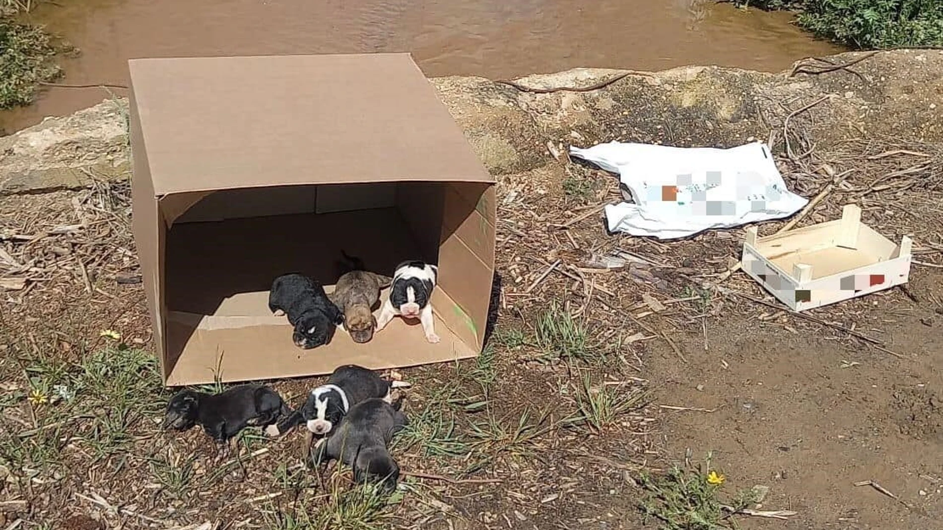 Esta es la camada hallada en un arroyo de Lepe (Huelva)