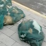 A finales de 2021, varias personas informaron que regresaron a casa y encontraron que sus mascotas fueron asesinadas, un episodio que se sigue dando