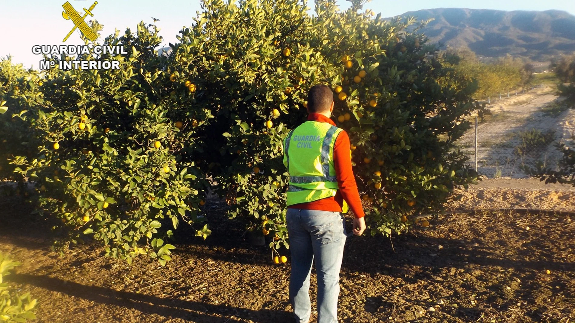 Fotografía de archivo de un agente de la Guardia Civil en el campo