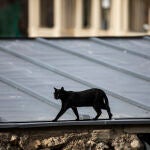 Un gato sobre un tejado en el Parque de El Retiro.