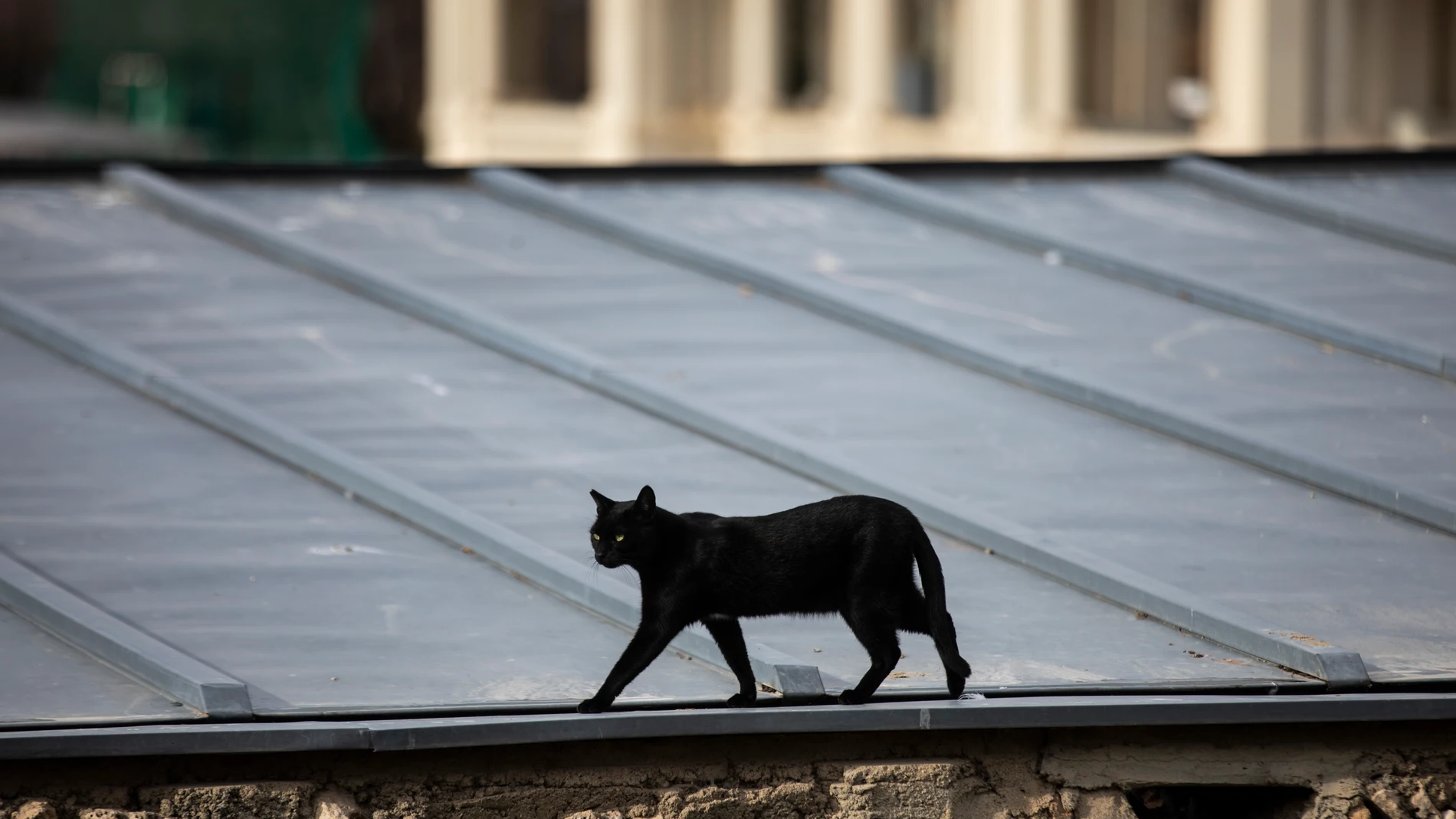 Un gato sobre un tejado en el Parque de El Retiro.