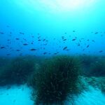 Pradera de Posidonia oceánica
