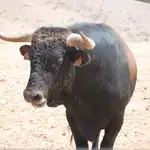  Un toro embiste y derrumba una fuente en el centro de Bejís