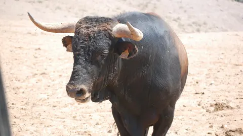 El hombre resultó herido por asta de toro