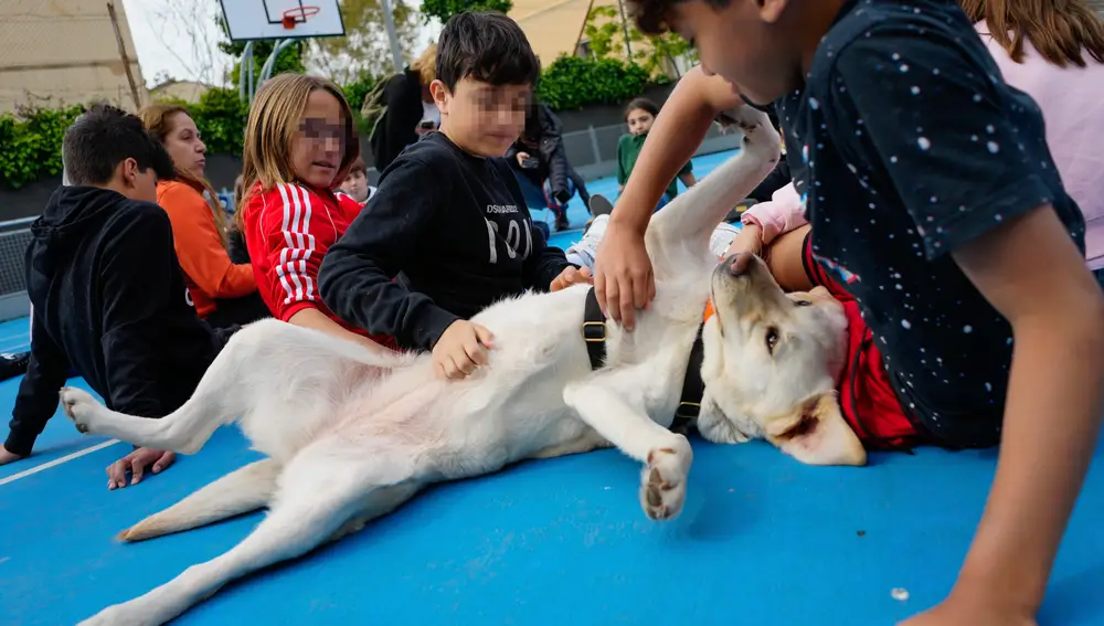 El colegio Lleó XIII de Barcelona es el primero en España que ha incorporado como asignatura un programa con perros de terapia para prevenir el acoso escolar y trabajar el respeto en las aulas | Fuente: EFE/Enric Fontcuberta