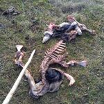 La Unión de Campesinos de Castilla y León (UCCL) denuncia nuevamente ataques de lobo en el norte del Duero,