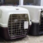 El mal trato a los animales era evidente