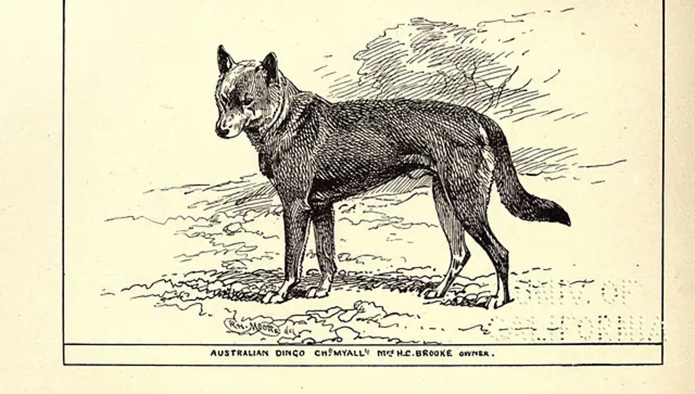 Ilustración del Dingo Australiano de R.H.Moore | Dominio Público