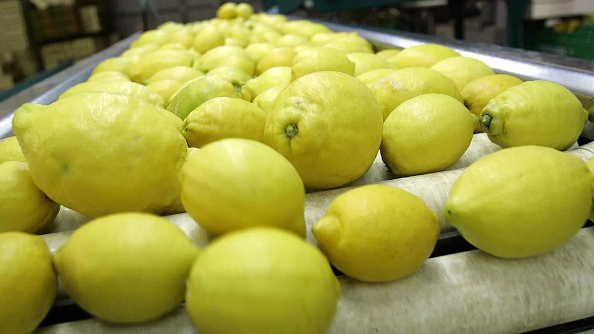 ASAJA Murcia exige estrictos controles fitosanitarios a las importaciones de limones argentinos y sudafricanos en la campaña de verano