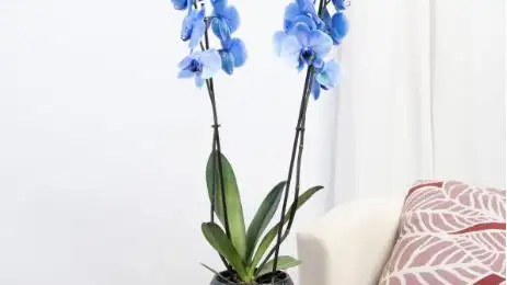 Orquídea azul