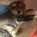 Cuatro investigados por vender perros que morían a los pocos días.GUARDIA CIVIL12/05/2022
