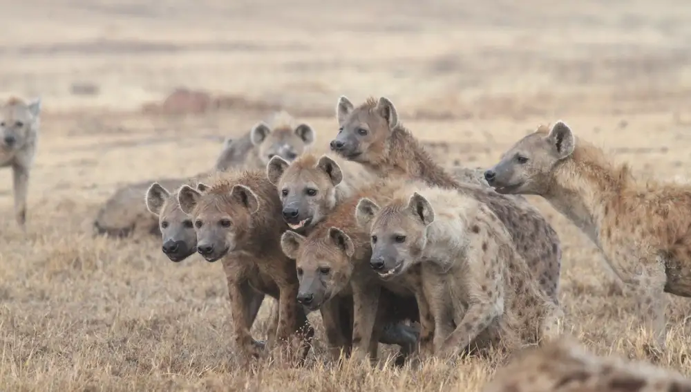 Grupo de hienas