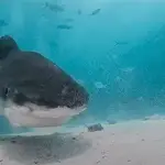  Esto es lo que ves cuando te come un tiburón tigre