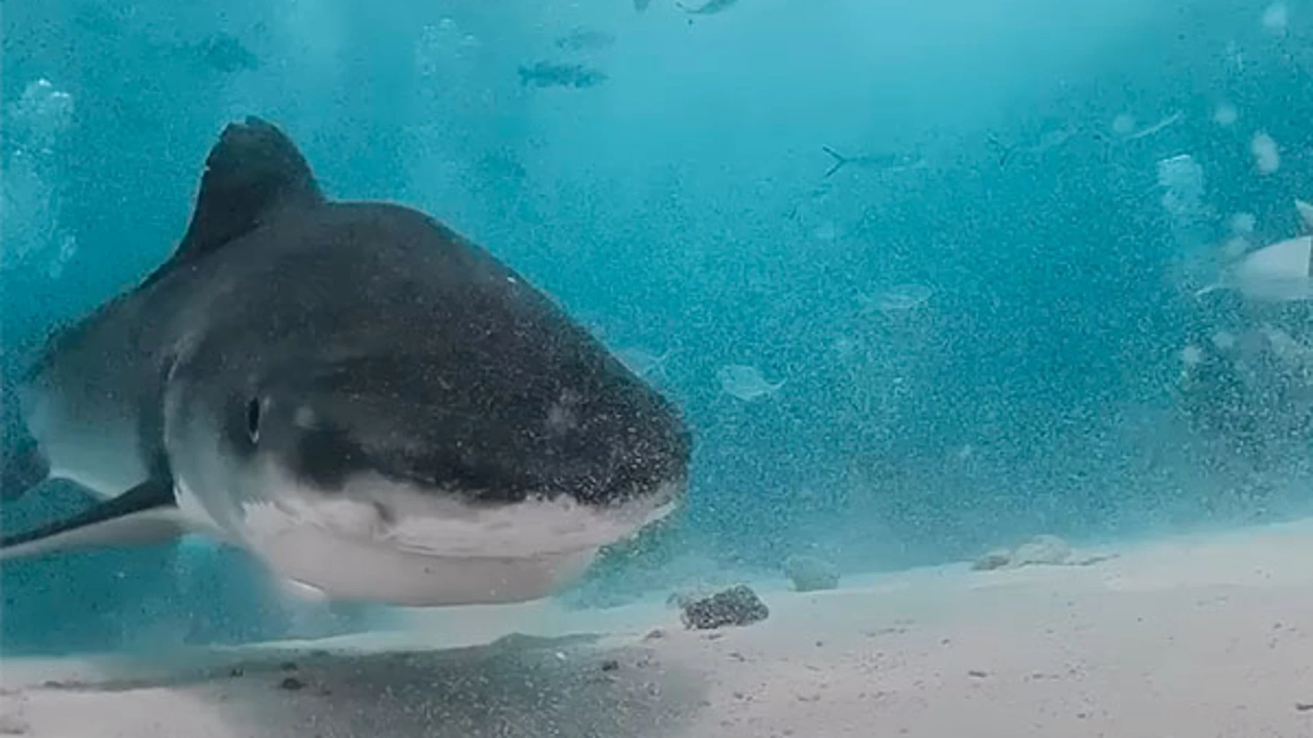 El tiburón tigre se acerca a la cámara con intenciones poco amistosas.