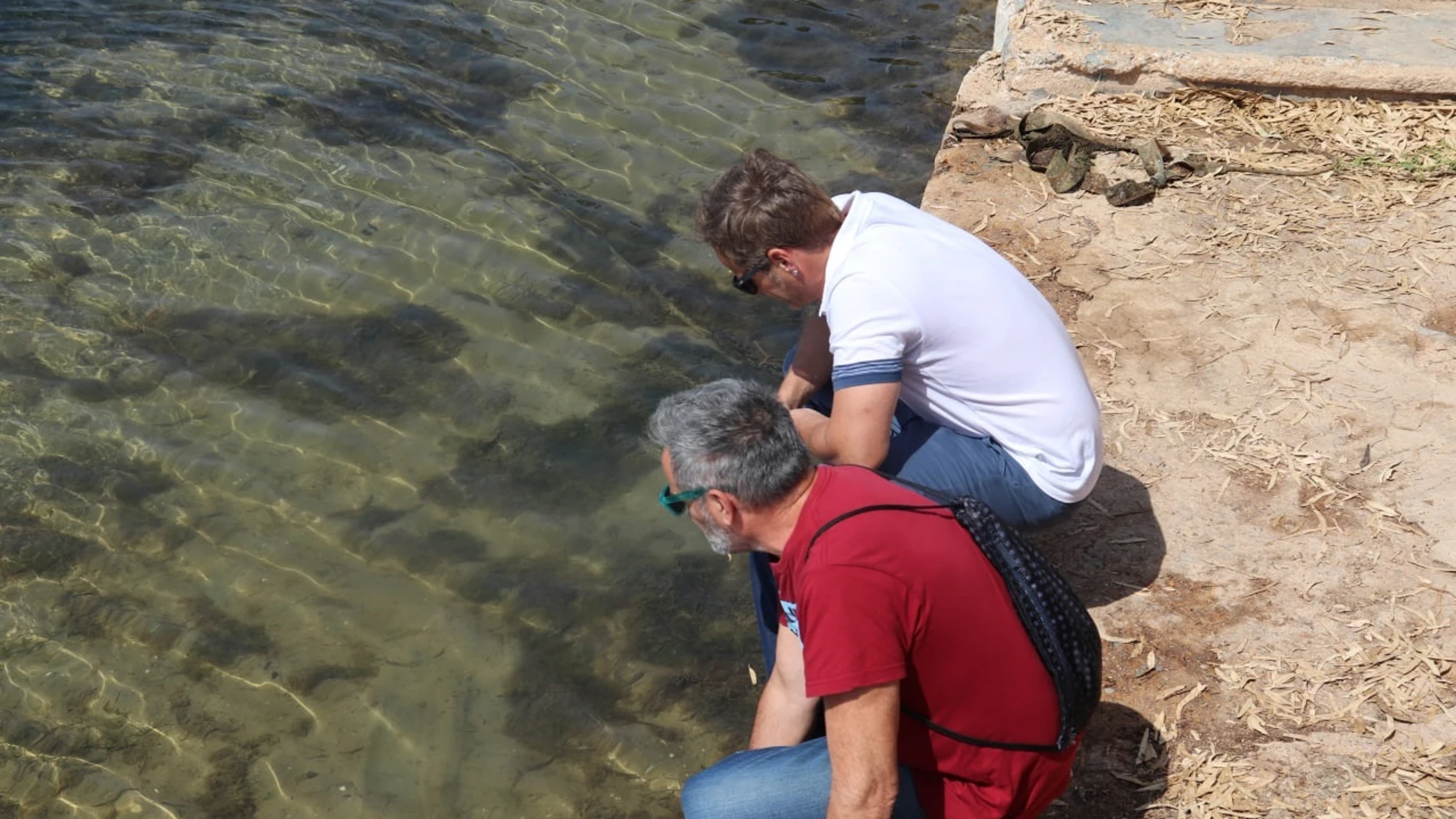 Imagen del Mar Menor, donde esta semana aparecieron peces muertos