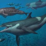 Esta extinta especie de delfín se lo pasó en grande nadando en un océano suizo repleto de vida marina