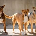 Perros abandonados. BIOPARC