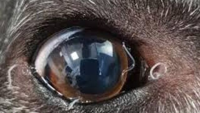 Gusano del ojo en un perro