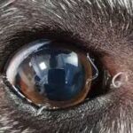 Gusano del ojo en un perro