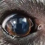 Gusano del ojo en un perro