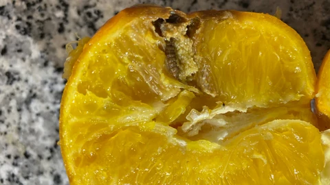 Cítrico afectado por la falsa polilla