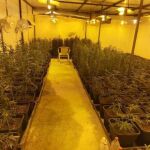 Plantas madre intervenidas