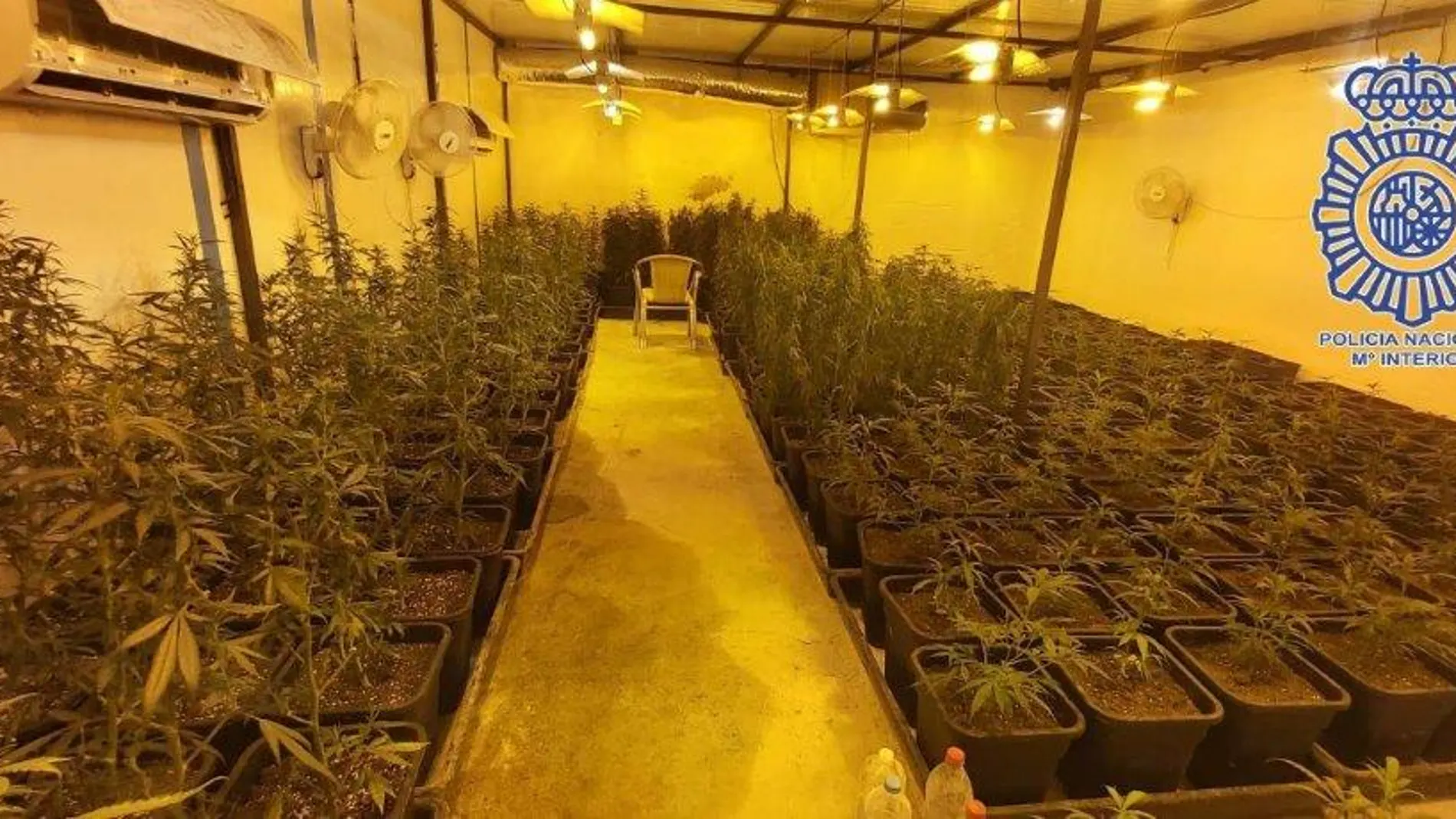 Plantas madre intervenidas
