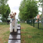 Nuevo parque canino en Zamora