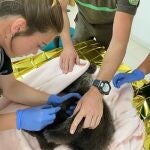 Una veterinaria atiende al osezno.