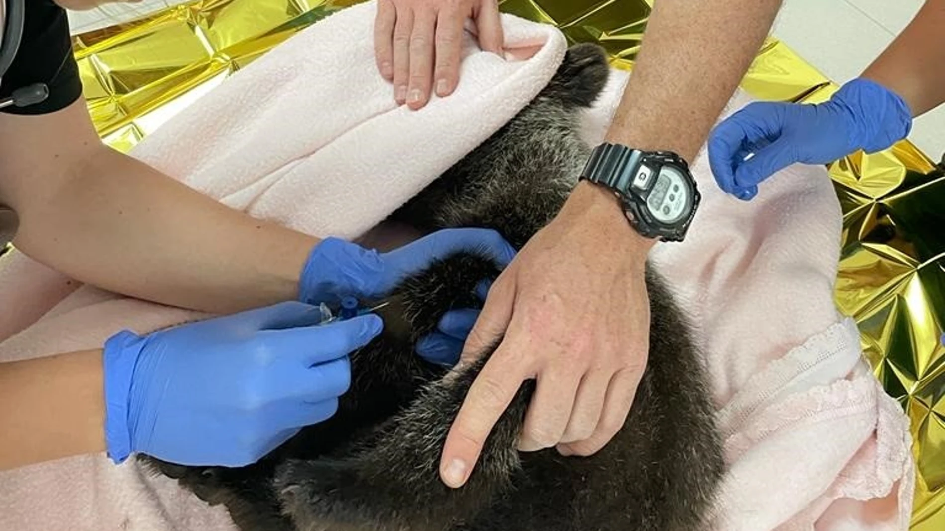 Una veterinaria atiende al osezno.