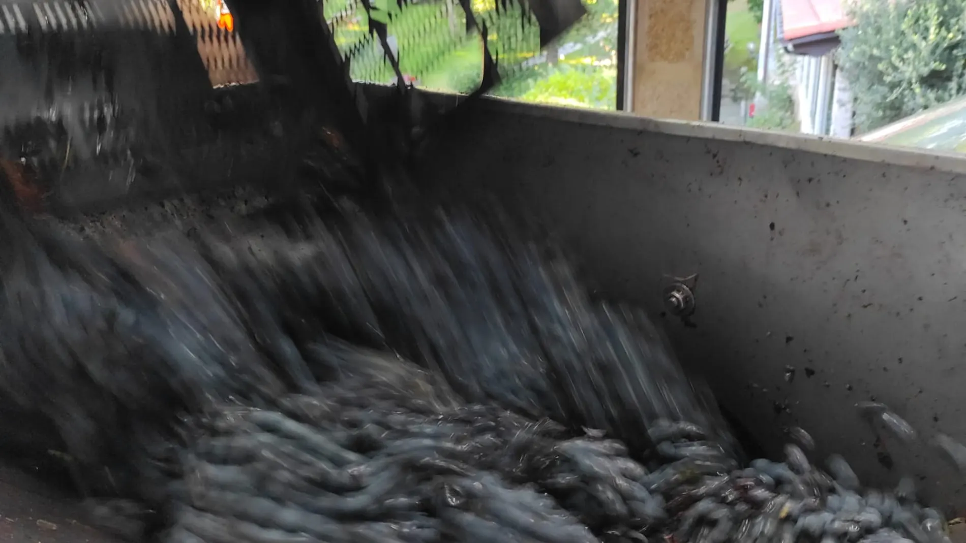 Entrada de uva en una bodega durante la vendimia del año 2021.