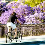 Un ciclista atraviesa el puente de Triana con la floración de la jacaranda, a 24 de mayo del 2022 en Sevilla (Andalucía, España) | Fuente: Eduardo Briones / Europa Press