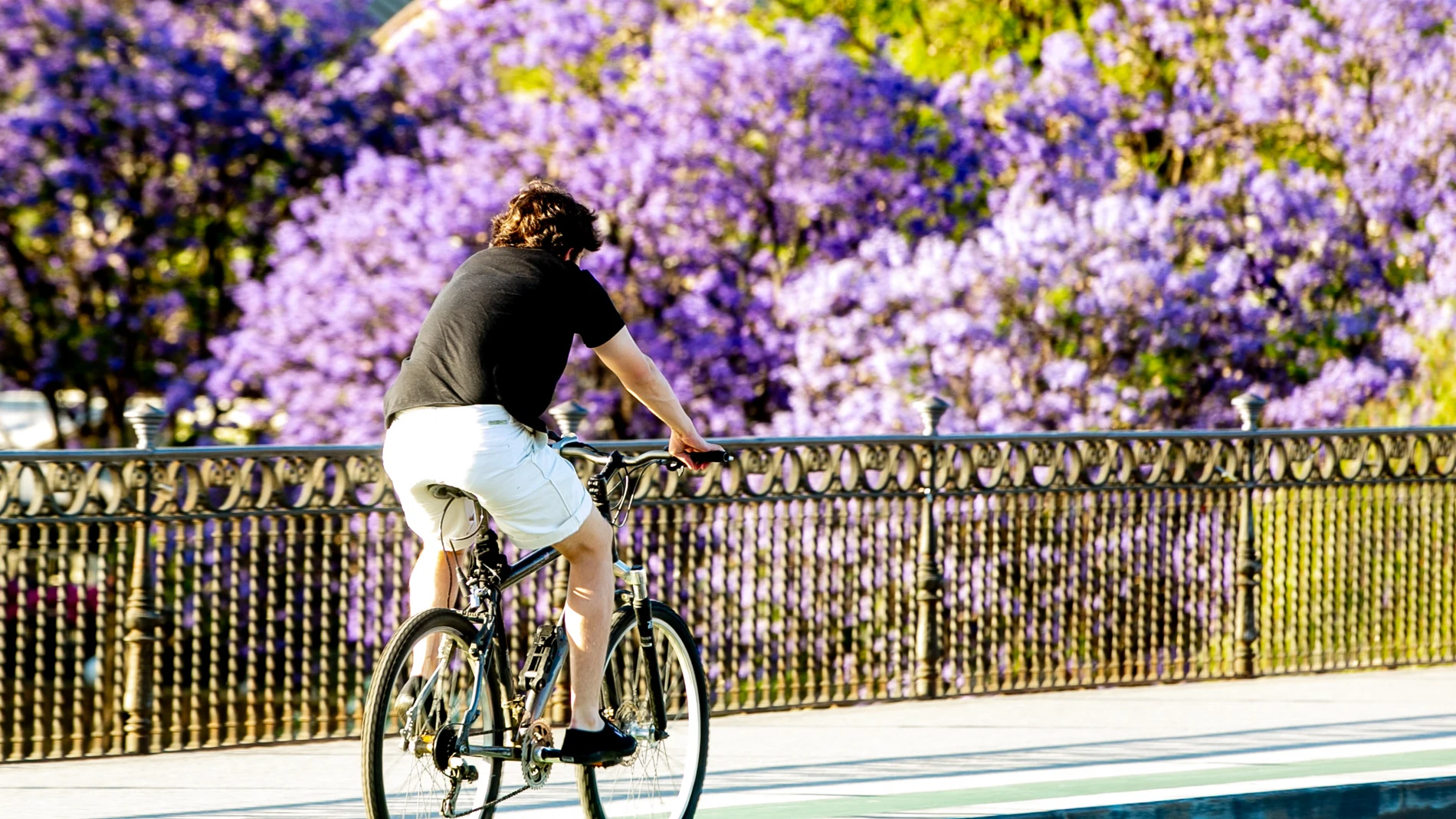 Un ciclista atraviesa el puente de Triana con la floración de la jacaranda, a 24 de mayo del 2022 en Sevilla (Andalucía, España) | Fuente: Eduardo Briones / Europa Press