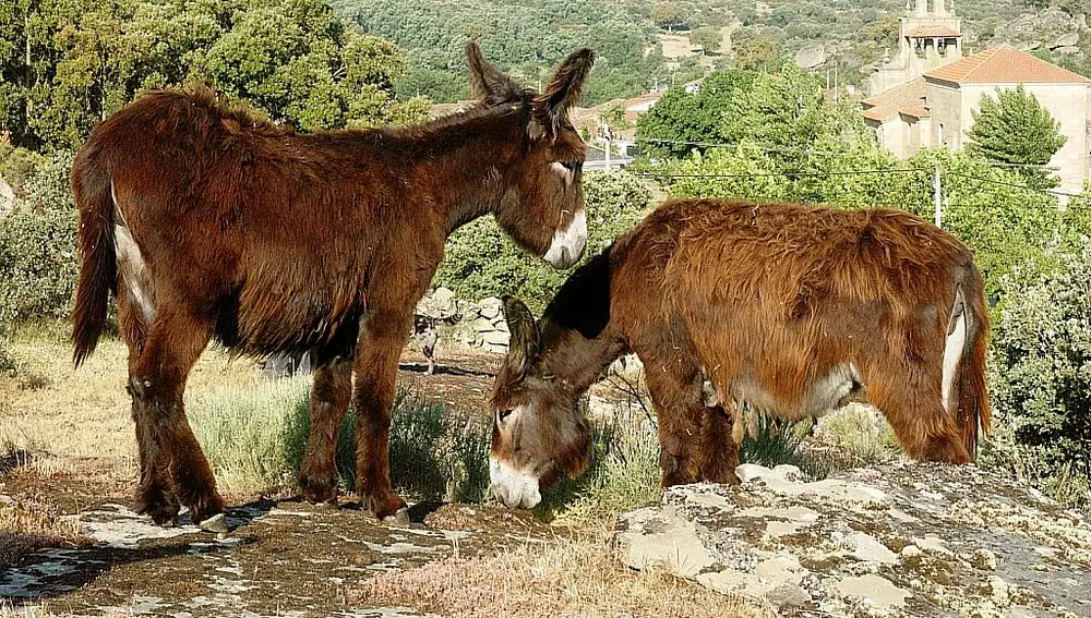 Dos ejemplares de la burra zamorano-leonesa