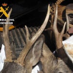 Sorprendida en el Alfoz de Burgos una cazadora con dos cabezas de corzo sin precintar