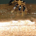 Robot en forma de cangrejo que puede ser controlado remotamente
