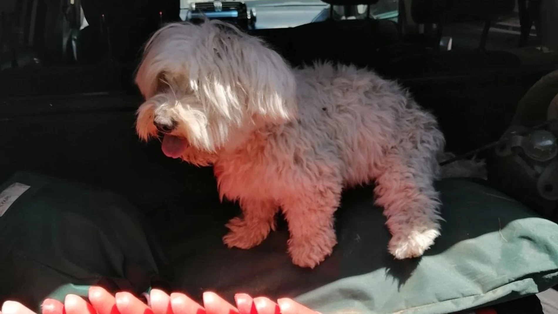 El animal que había sido robado presentaba signos de deshidratación. GUARDIA CIVIL