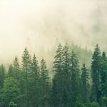 Imagen de un bosque (Pixabay: Jplenio)
