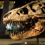 Esqueleto fosilizado de tiranosaurio más completo y bien conservado del mundo, que fue descubierto en Montana (EE.UU.) en 2013 y que pertenece al Museo de Ciencias Naturales de Leiden (Holanda).