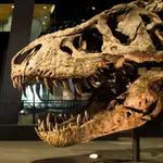 Esqueleto fosilizado de tiranosaurio más completo y bien conservado del mundo, que fue descubierto en Montana (EE.UU.) en 2013 y que pertenece al Museo de Ciencias Naturales de Leiden (Holanda).