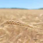 Una espiga de trigo
