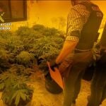 Plantas de marihuana intervenidas en el marco de la operación 'Jonway'
