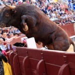 Un toro salta la talanquera durante el vigésimo tercer festejo de San Isidro celebrado este lunes en Las Ventas, Madrid, con toros de la ganadería Samuel Flores. EFE/Zipi Aragón