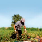 Unilever lleva a cabo programas de agricultura sostenible, claves para frenar el cambio climático y mejorar la calidad de vida